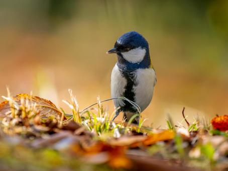 地面を歩くシジュウカラ シジュウカラ,野鳥,鳥の写真素材