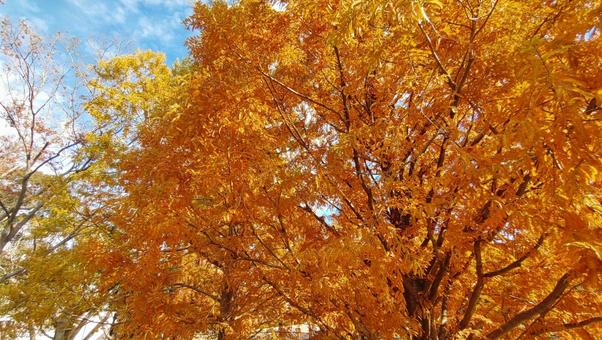 紅葉 秋,オレンジ,樹木の写真素材