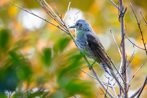 ヒヨドリ(44) 鳥,鳥類,ヒヨドリの写真素材