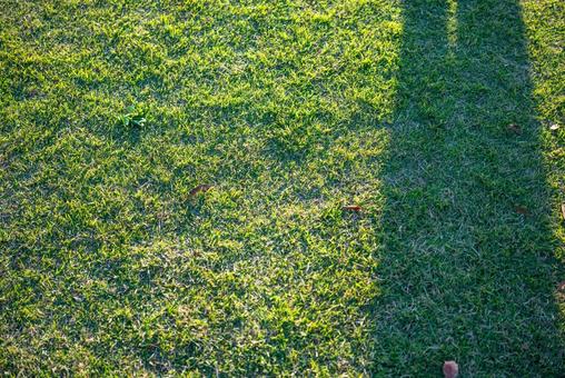陽光と影の芝生 芝生,緑,草の写真素材