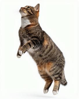 白い空間で遊ぶ猫 白い空間で遊ぶ猫の写真