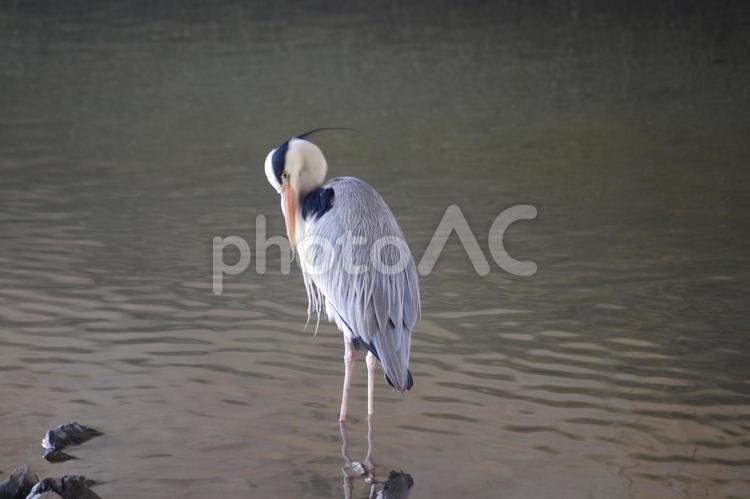 羽繕いする動じない「アオサギ」 アオサギ,野鳥,鳥の写真素材