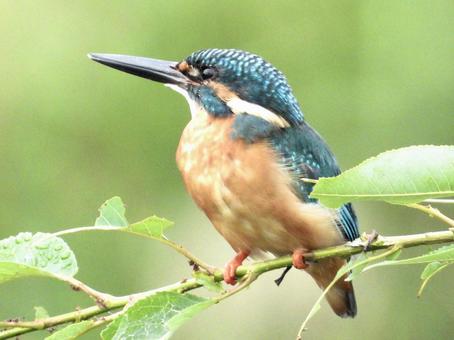 枝につかまるカワセミの写真