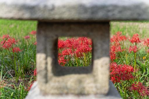 山口県　鰐鳴八幡宮の彼岸花 山口県,山口,彼岸花の写真素材