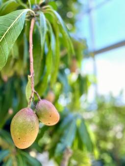 マンゴー 果物,春,木の写真素材