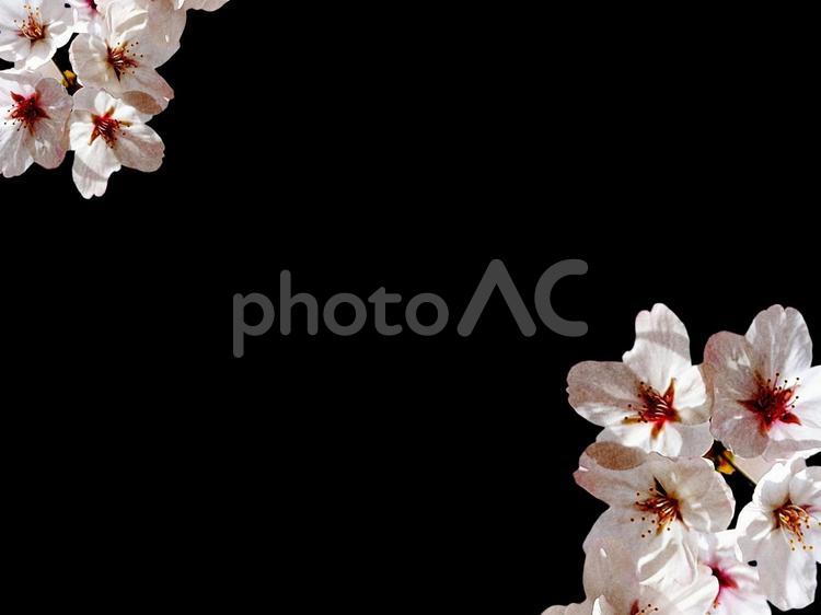 桜の黒背景フレーム素材 さくら,背景,フレームの写真素材