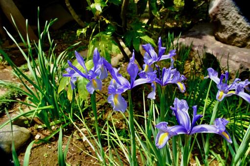 Photo, flower, plant, petal, 