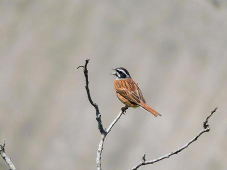 木のてっぺんで鳴くホオジロ 木のてっぺんで鳴くホオジロの写真