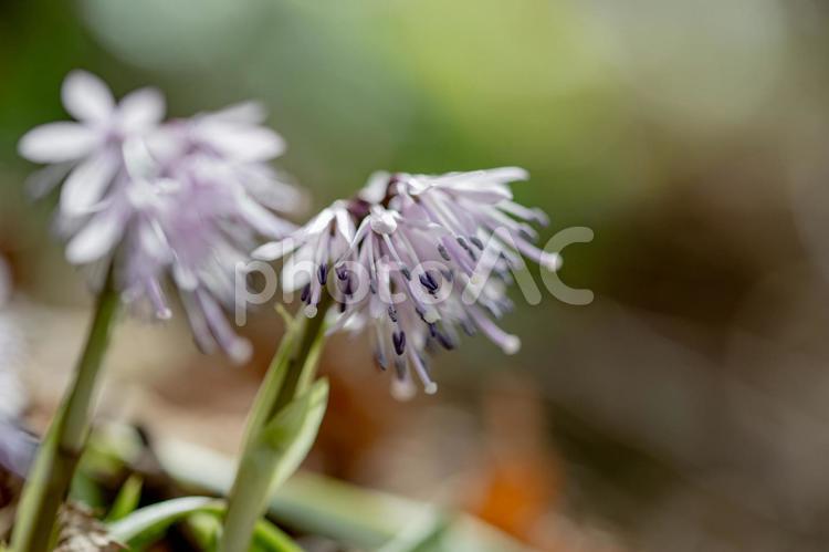 ツクシショウジョウバカマ 山野草,春,花の写真素材
