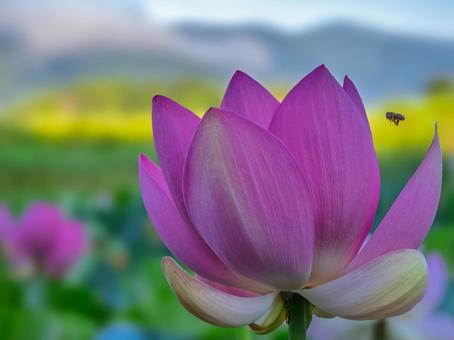 蓮の花、蓮の葉、ミツバチ 蓮の花、蓮の葉、ミツバチの写真