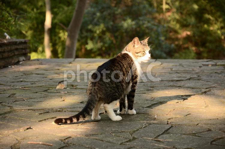 夕日を顔に浴びる野良猫 野良猫,猫,ネコ科の写真素材