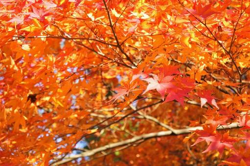 画面いっぱいの紅葉の写真