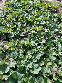 さつまいも畑 さつまいも,葉,畑の写真素材