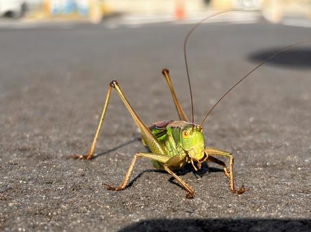 grasshopper, JPG