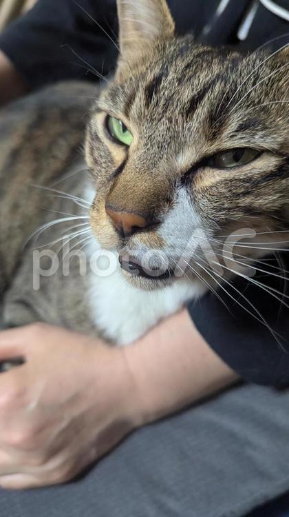 保護猫と暮らす ネコ,キジトラ,ペットの写真素材