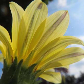 ガザニア ガザニア,花,花びらの写真素材