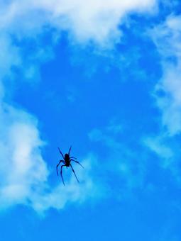 青空と蜘蛛 青空と蜘蛛の写真