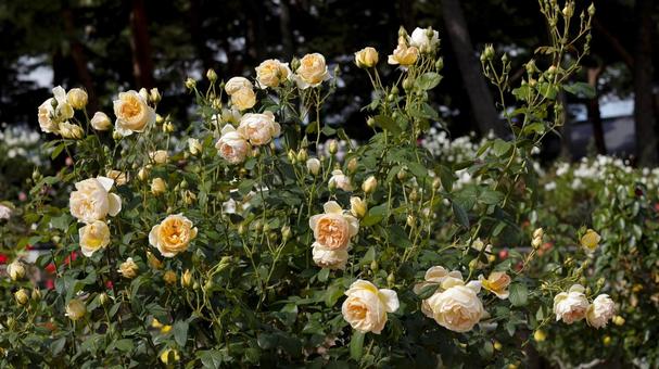 【花の写真】ばらの花 rose,植物,園芸の写真素材