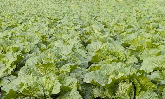見渡す限り一面に広がる白菜畑 見渡す限り一面に広がる白菜畑 白菜,畑,野菜の写真素材