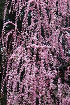 ウメの花 ウメの花 ウメ,花,植物の写真素材