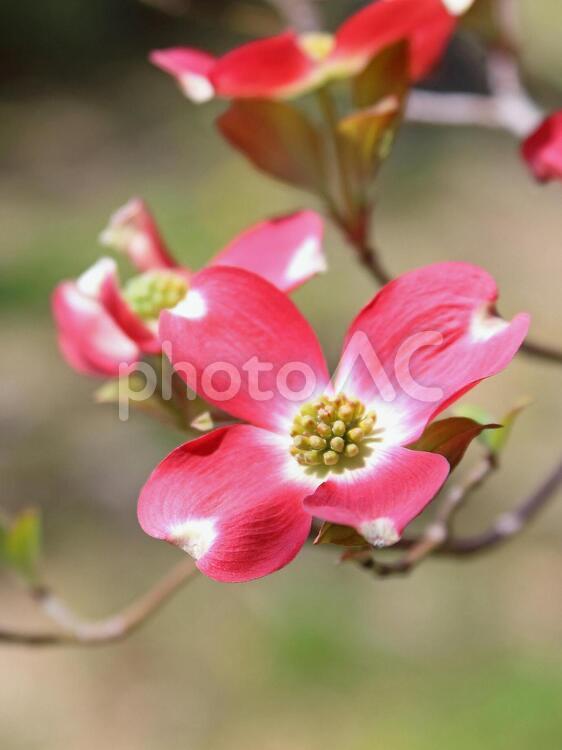 ハナミズキ　花水木　赤い花 ハナミズキ,花水木,花の写真素材