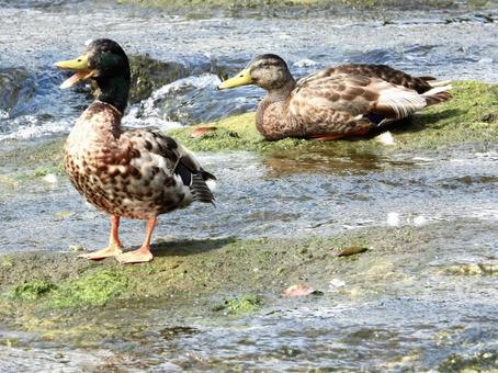 水辺で佇むペアのマガモ 水辺で佇むペアのマガモの写真
