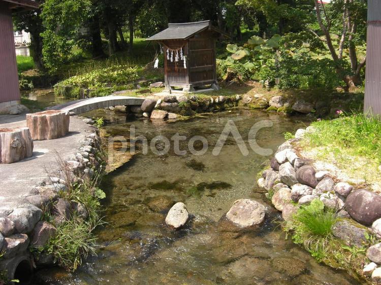 新緑の長野県白馬村大出の湧き水004 新緑,田舎,湧き水の写真素材