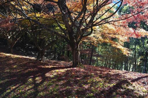 里の秋３ 風景,秋,里山の写真素材