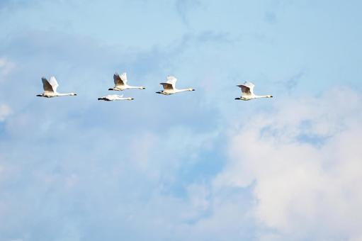 オオハクチョウ(29) 鳥,オオハクチョウ,ハクチョウの写真素材