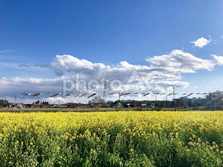 菜の花と鯉のぼり 鯉のぼり,菜の花,こどもの日の写真素材