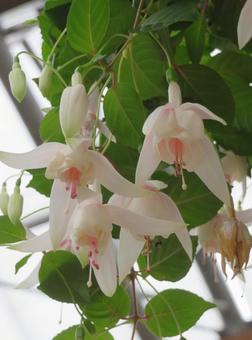 白のフクシア 白のフクシアの写真