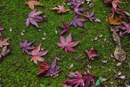 苔の上に落ちたもみじ 自然,植物,葉の写真素材