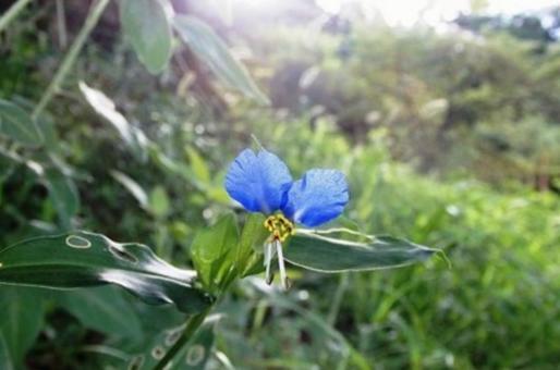 ツユクサの写真