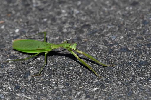 夏秋はカマキリ 夏秋はカマキリの写真