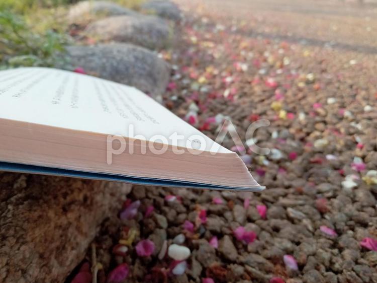 3月の読書 図書,読書,梅の写真素材