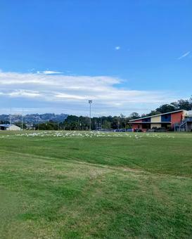 芝生 木,海外,自然の写真素材