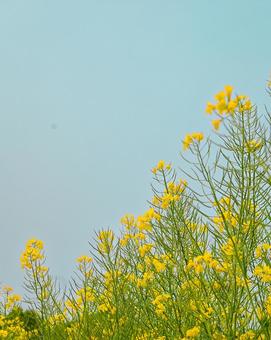菜の花 菜の花の写真