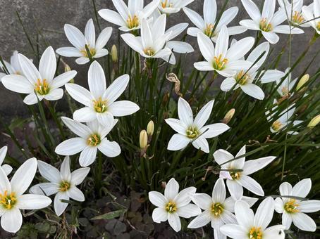 タマスダレの花。 タマスダレの花。 タマスダレ,ゼフィランサス,花壇の写真素材