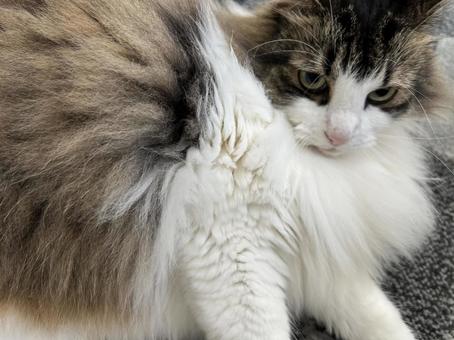 ノルウェージャンフォレストキャット ノルウェージャンフォレストキャット ノルウェージャンフォレスト,猫,かわいいの写真素材