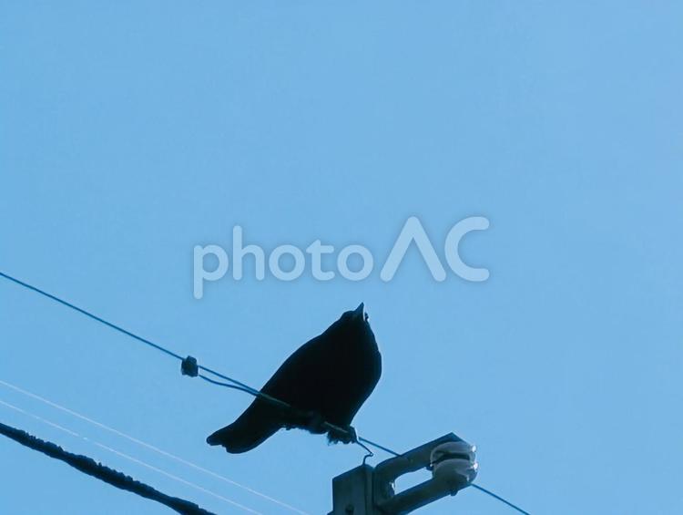 青い空を背景に電線に留まるカラス カラス,電線,電柱の写真素材