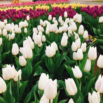 チューリップ畑 チューリップ,チューリップ祭り,チューリップ畑の写真素材