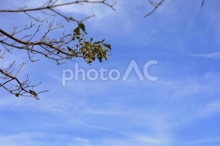 残った木の葉と青空 秋,空,木の写真素材