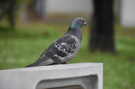 鳩 鳩,ハト,鳥の写真素材