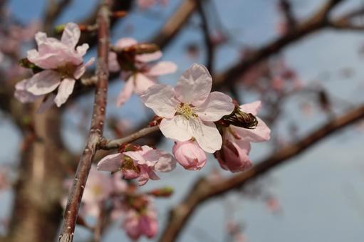 Photo, spring, early spring, flower, 