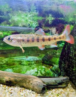 淡水魚 淡水魚の写真
