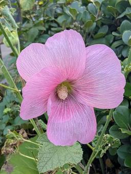 ピンク色の花 ピンク色の花の写真