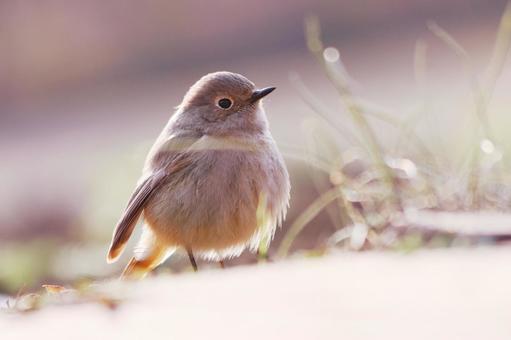 羽を少し広げた可愛いポーズのジョウビタキ 羽を少し広げた可愛いポーズのジョウビタキ 鳥,ジョウビタキ,冬の写真素材