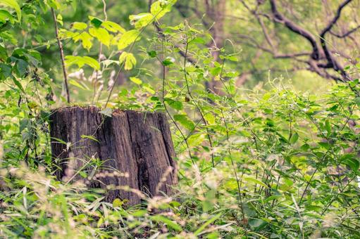 草木の中の切り株 切り株,葉,空の写真素材