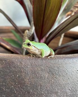アマガエルくん アマガエルくん 蛙,アマガエル,カエルの写真素材