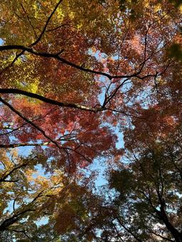 色んな紅葉 色んな紅葉 紅葉,秋,空の写真素材